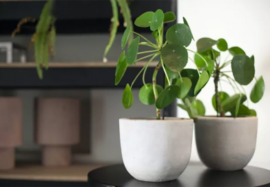 Transforme objetos inusitados em vasos para as plantas